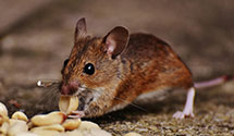 24 Hour & Emergency Exterminators in Arlington, MA